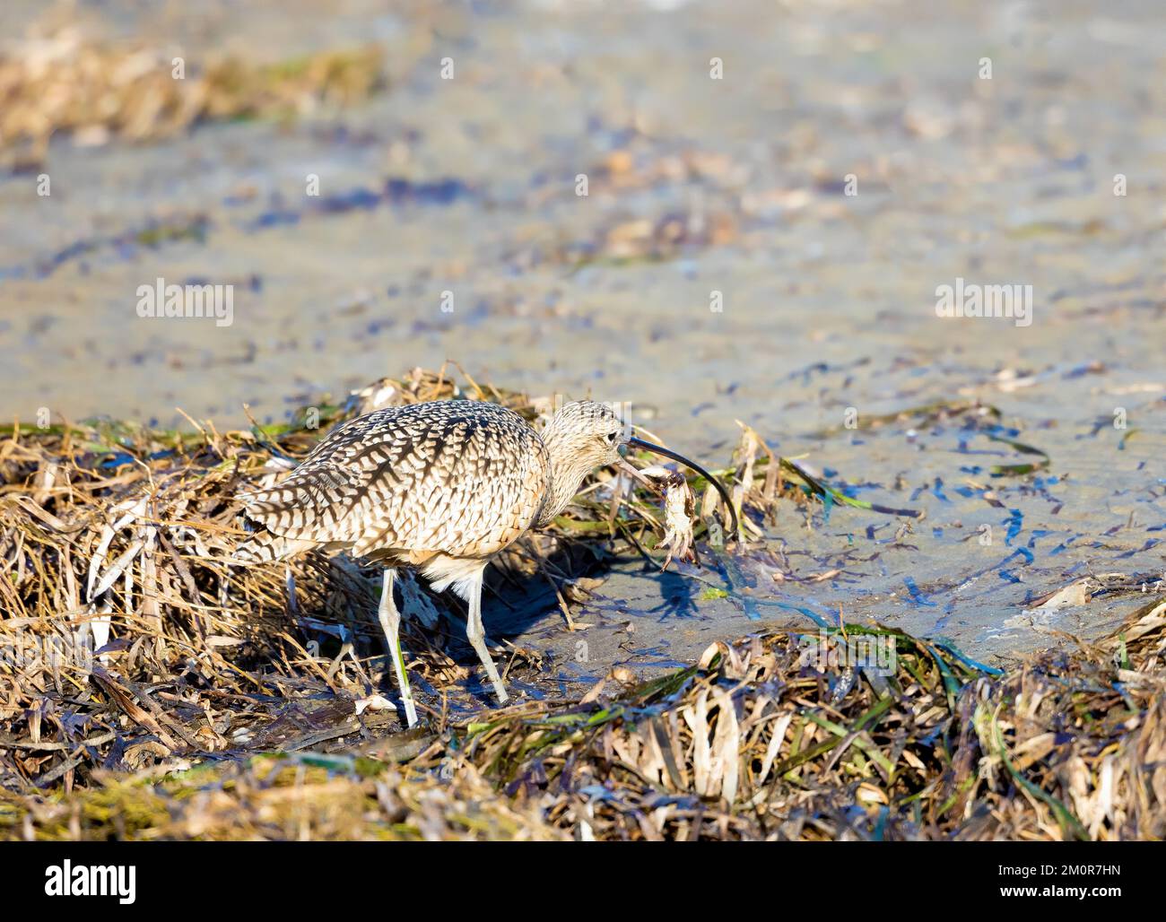 Lang geschenkter Krabben mit Curlew-Essen Stockfoto
