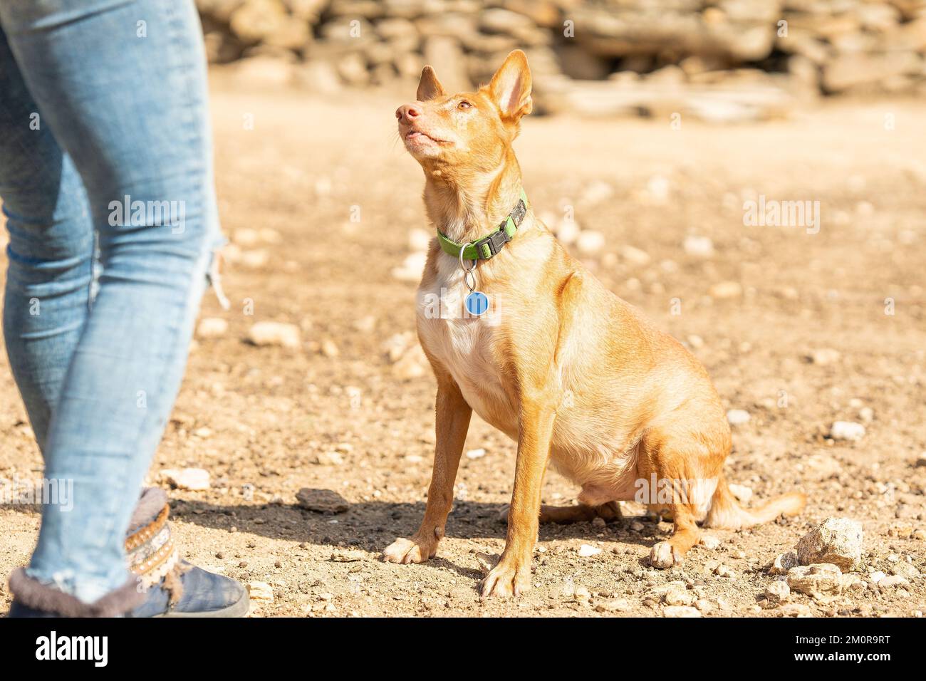 Podengo-Hund, der seinen Besitzer in einem Park ansieht Stockfoto