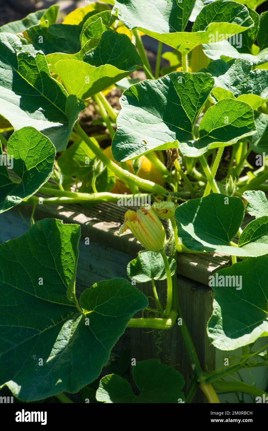 Schöne und kultivierte Kürbispflanze mit Früchten und Blumen Stockfoto