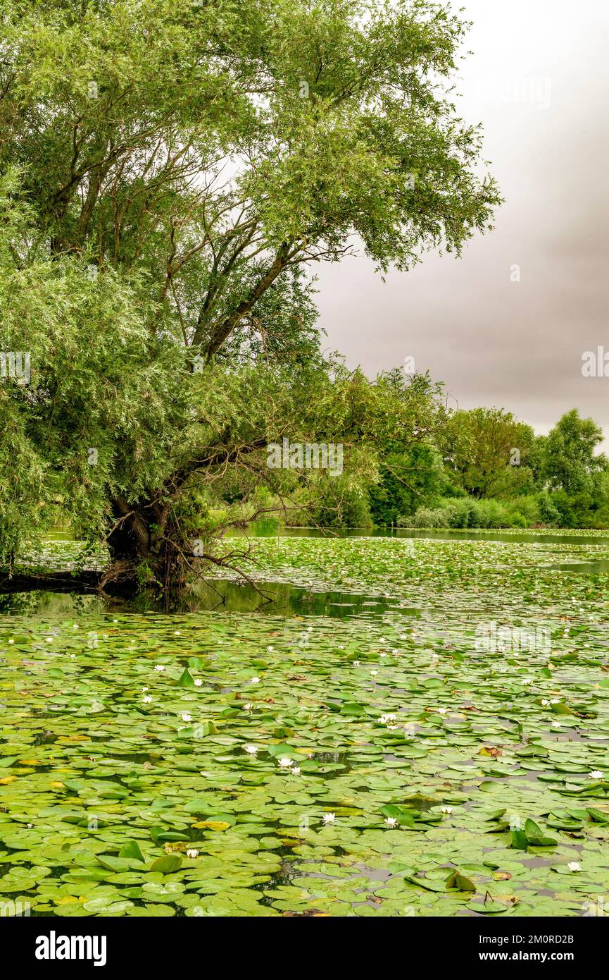 Reservat naturelle nationale des etangs du romelaere Fotos und