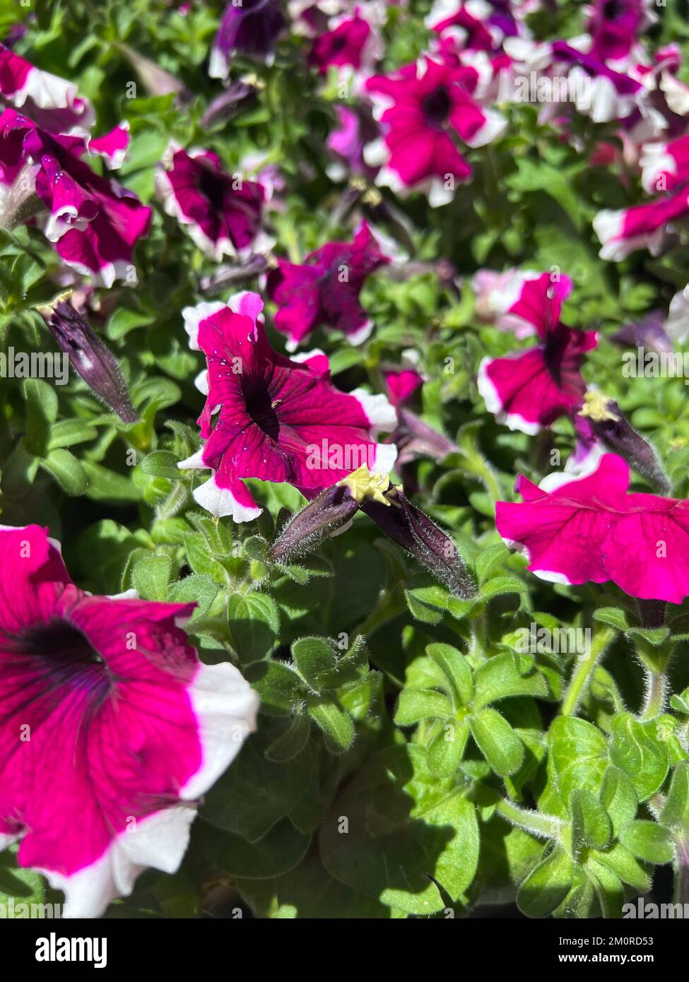 Ein selektiver Fokus auf violette weiße Petunen, die unter grünen Blättern im Garten in hellem Sonnenlicht blühen Stockfoto