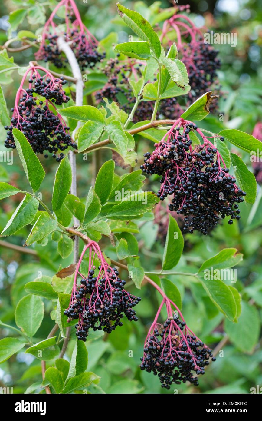 Holunderbeere, Sambucus nigra, dunkelviolette Beeren vom europäischen Holunderbaum im Spätsommer Stockfoto