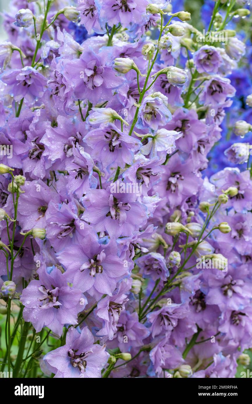 Delphinium auffällig, halb-doppelt, hellmalve Blumen, mit braunen Augen Stockfoto