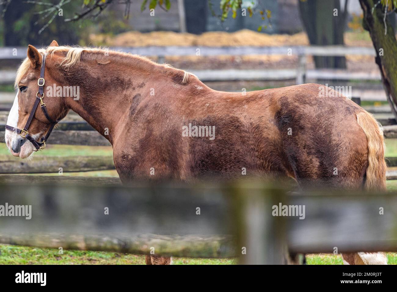 Ein braunes amerikanisches belgisches Zugpferd hinter einem Holzzaun auf der Farm Stockfoto