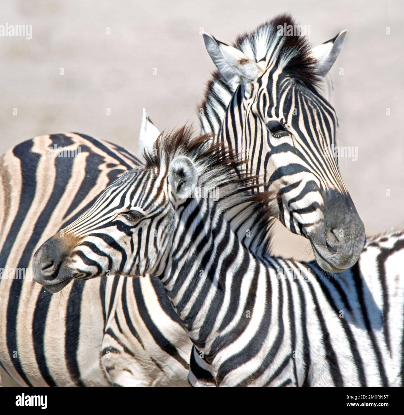 Nahaufnahme einer Zebrastute mit ihrem Fohlen, Südafrika Stockfoto