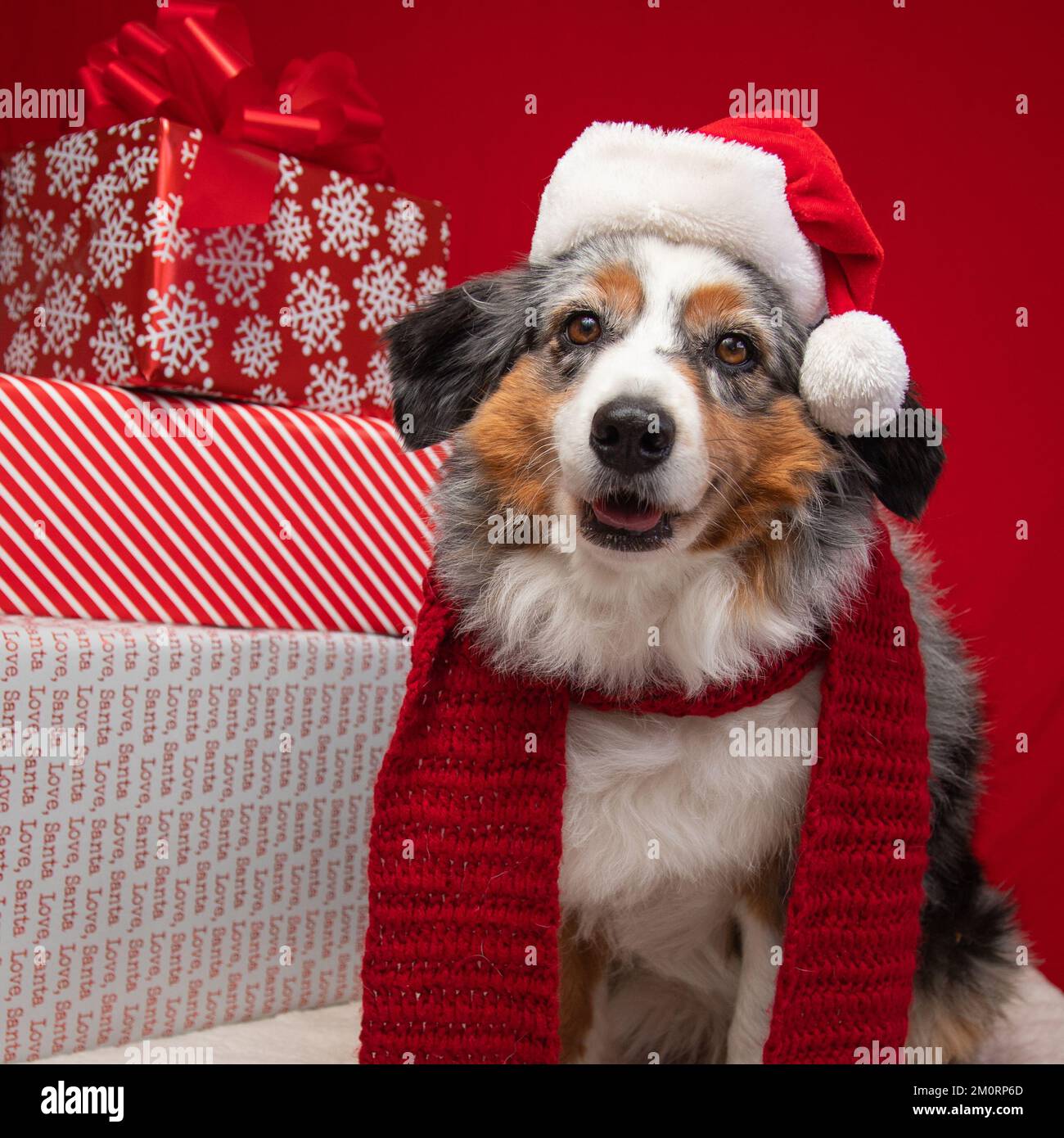 Australischer Schäferhund in Weihnachtsmannmütze und Schal neben einem Stapel Weihnachtsgeschenke Stockfoto