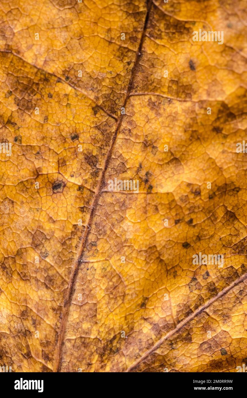 Makro aus trockenem Ahornblatt mit Verzweigungsvenen, abstrakter Gewebestruktur und feinen Details des Blattbildes, braungelber, natürlicher Herbstrücken Stockfoto