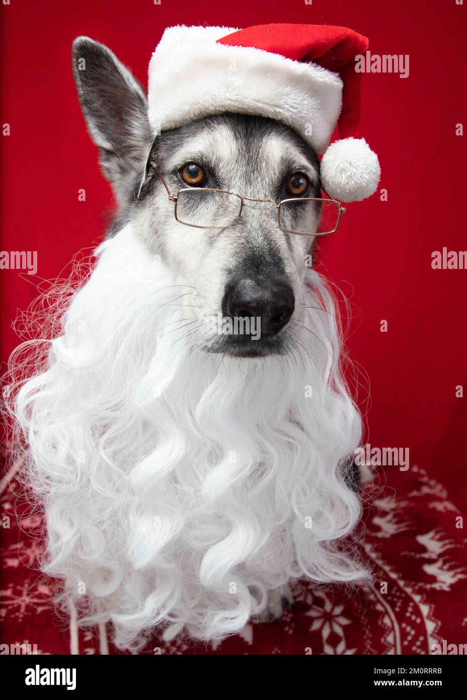 Porträt eines Hirten-Husky-Mixes, verkleidet als weihnachtsmann Stockfoto