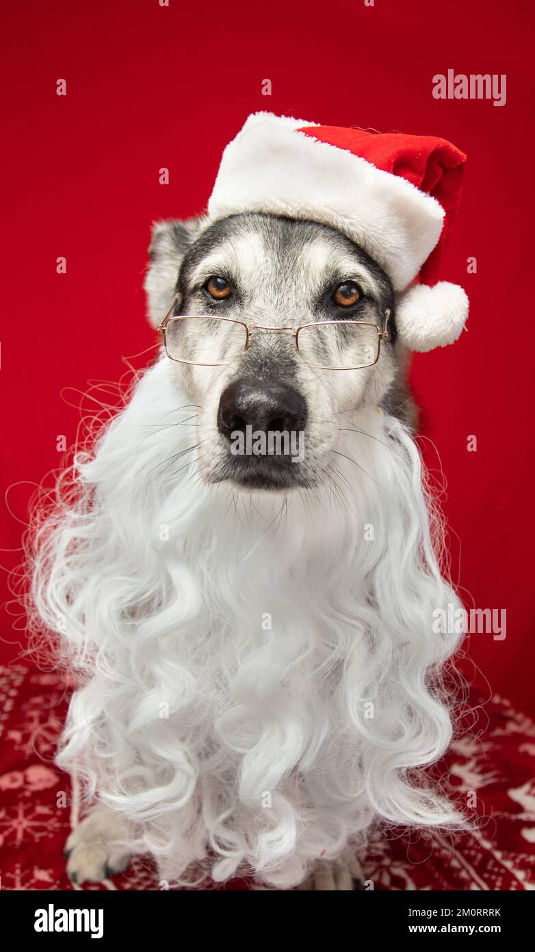 Porträt eines Hirten-Husky-Mixes, verkleidet als weihnachtsmann Stockfoto