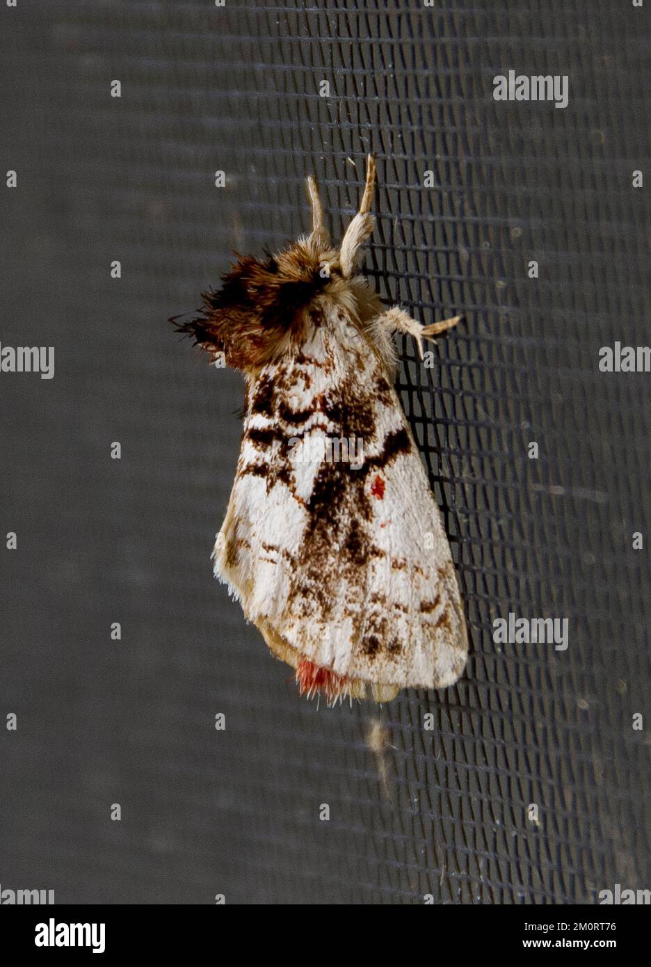 Australische Motte - Notodontid mit männlichem Muster, Algaosoma variegata, mit braunem, haarigem Kopf, schwarz-weißen und roten Flügeln. Auf dem Fliegengitter, Queensland Garden. Stockfoto