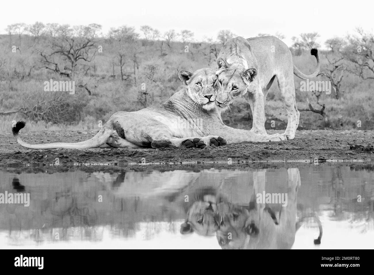Eine Graustufenaufnahme von zwei Löwen, die Zuneigung zeigen, während sie in die Kamera schauen Stockfoto