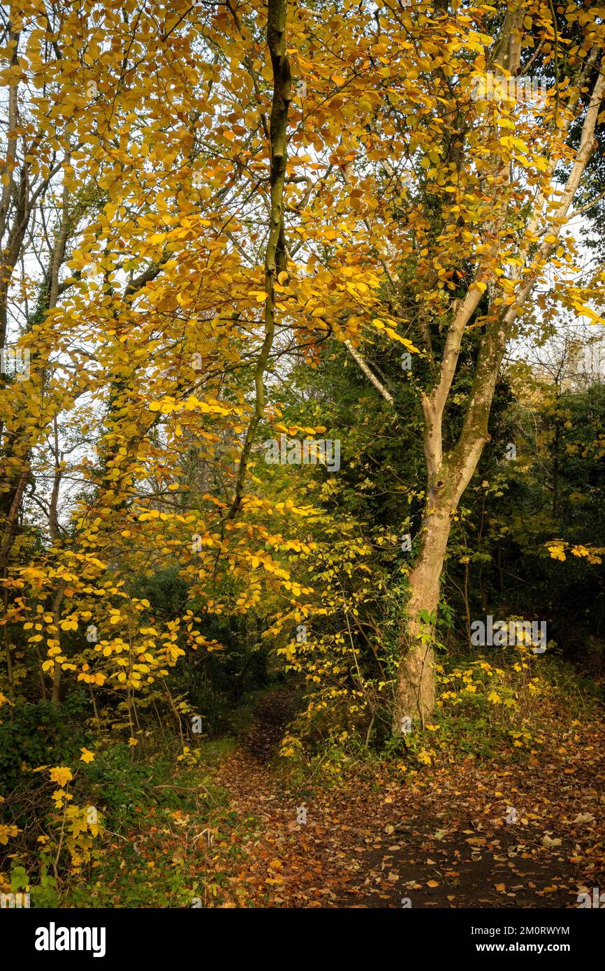 Herbstfarben in Lowther Woods, Pickering, North Yorkshire Stockfoto