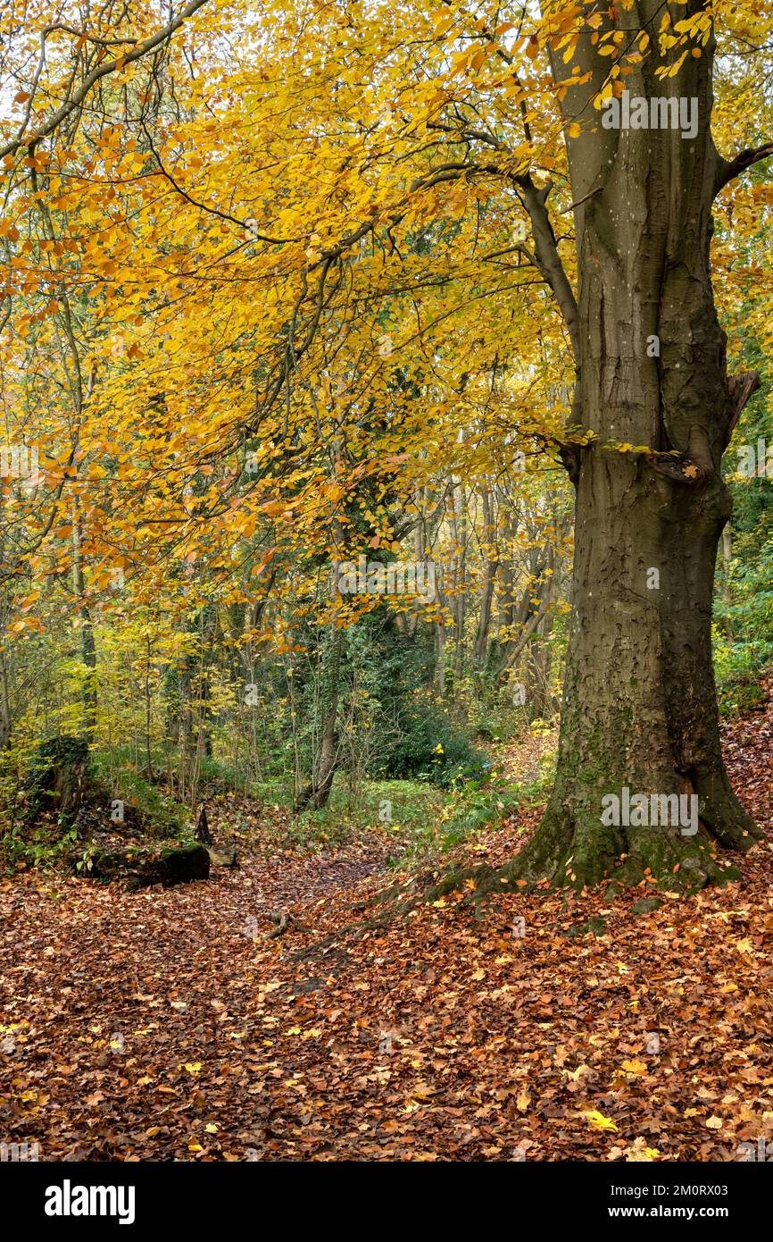 Herbstfarben in Lowther Woods, Pickering, North Yorkshire Stockfoto