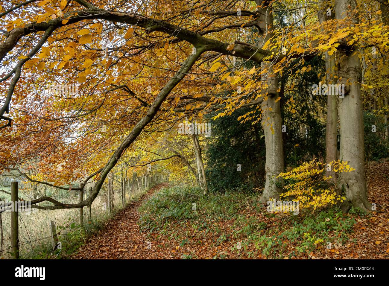 Herbstfarben in Lowther Woods, Pickering, North Yorkshire Stockfoto