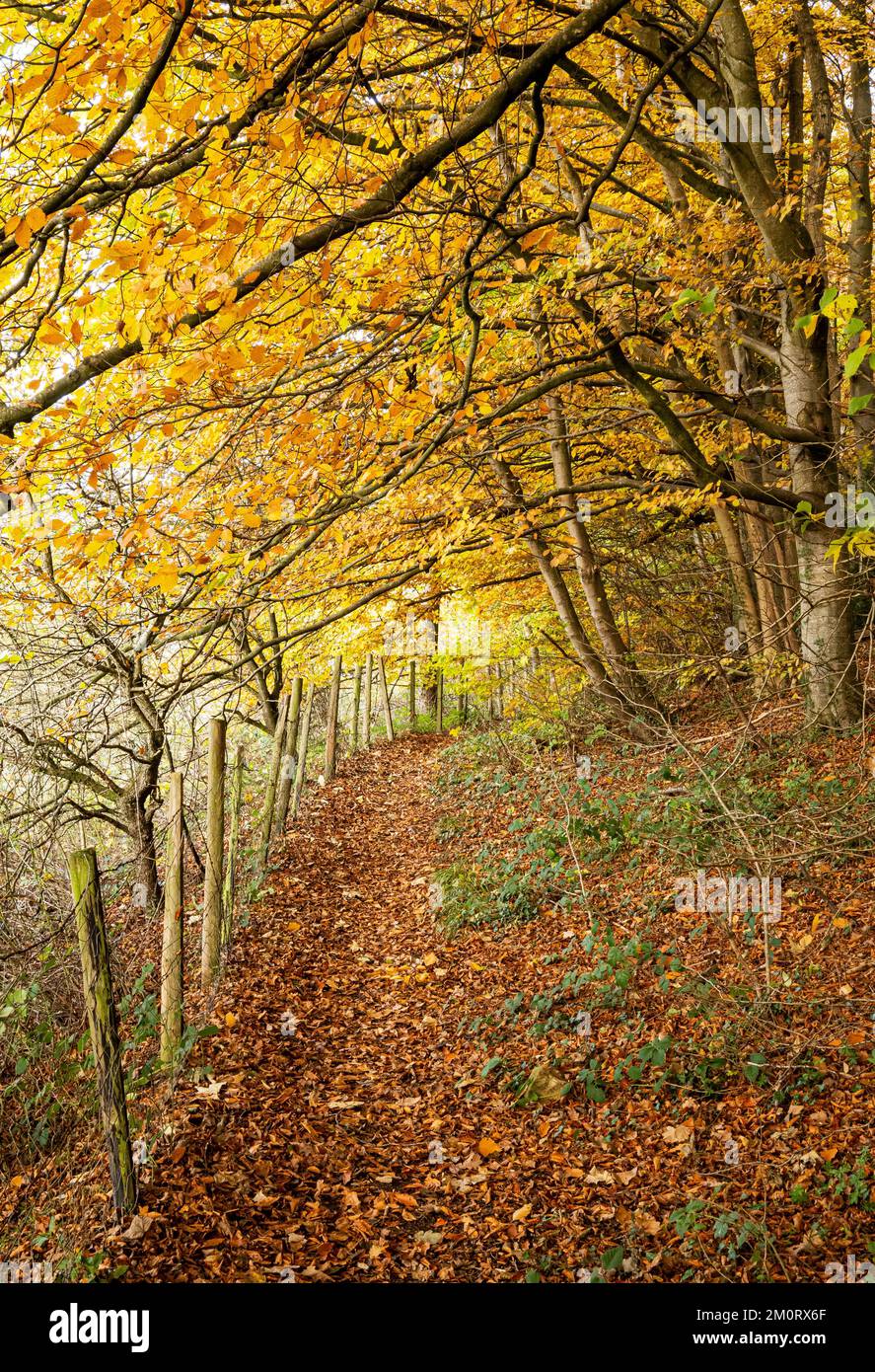 Herbstfarben in Lowther Woods, Pickering, North Yorkshire Stockfoto