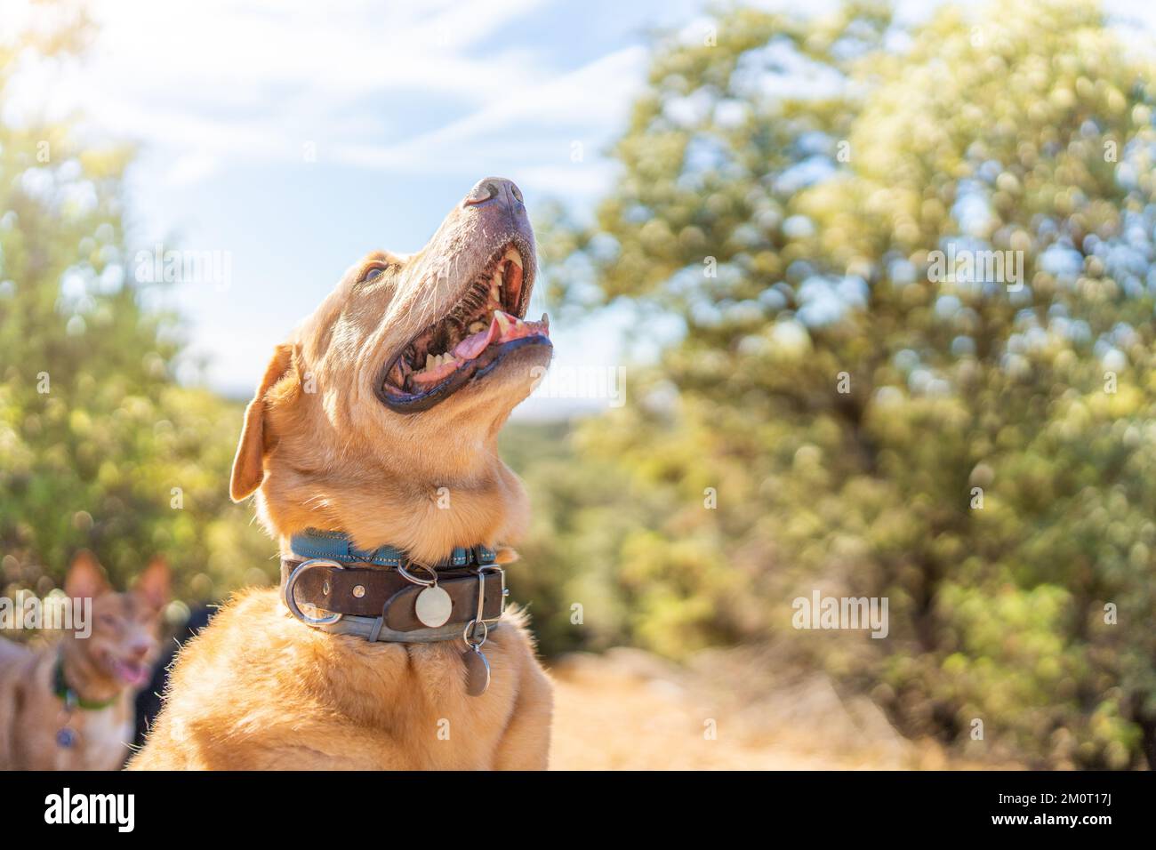 Foto mit Kopierraum eines labrador-Hundes Stockfoto