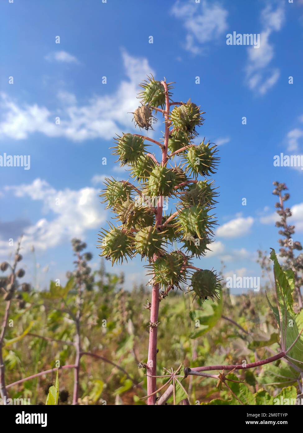Ricinus communis, die Rizinusbohnen- oder Rizinusölpflanze oder Amudalu, ist eine mehrjährige blühende Pflanze, die sich vor einem blauen Himmel mit Wolken befindet Stockfoto