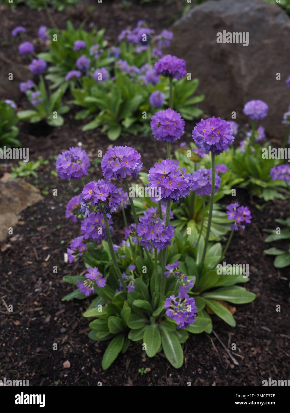 Purple Primula denticulata am Blumenrand Stockfoto