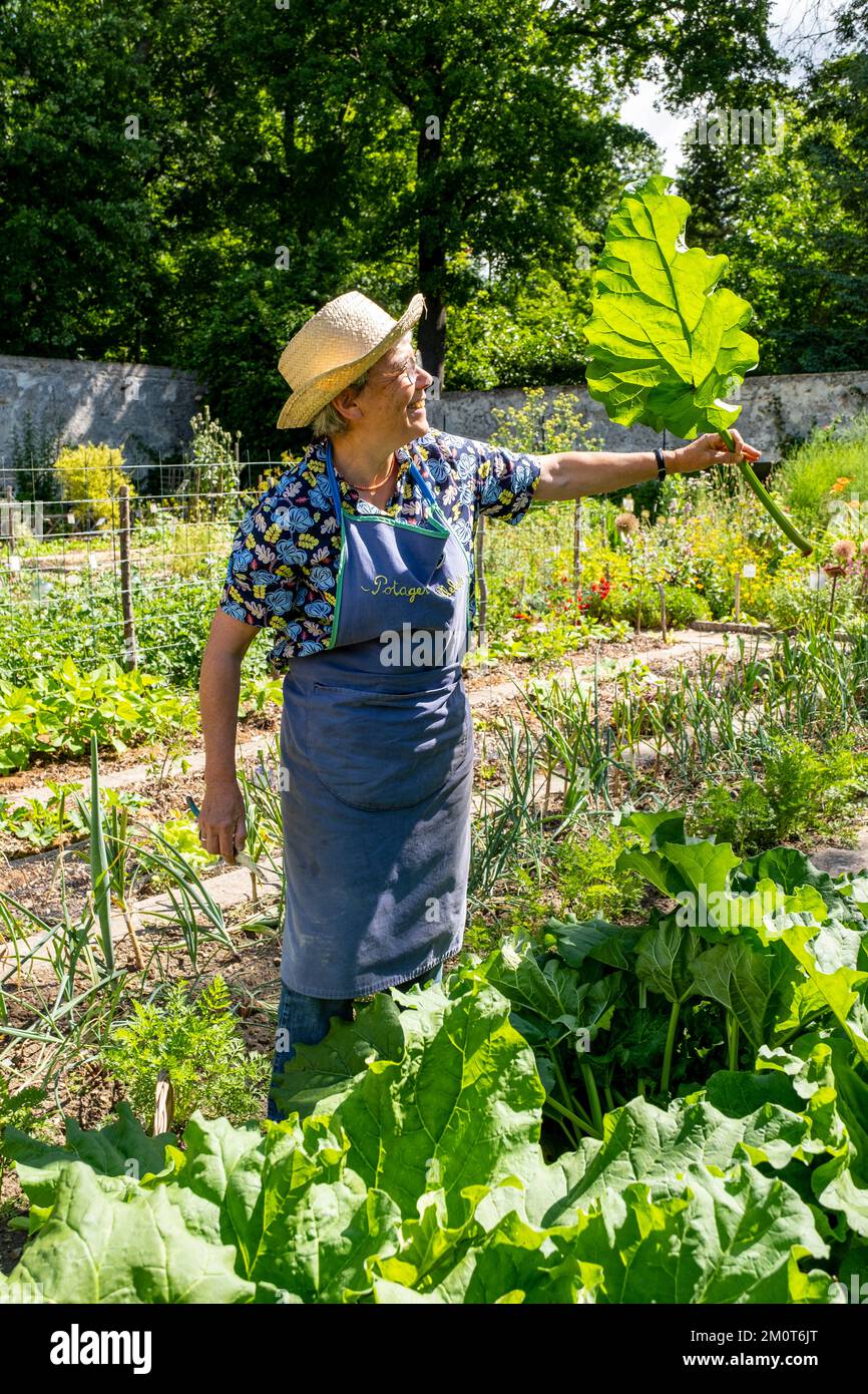 Frankreich, Essonne (91) Yerres, Caillebotte Grundstück, Caillebotte Garten, Rhabarberernte durch einen freiwilligen Gärtner Stockfoto