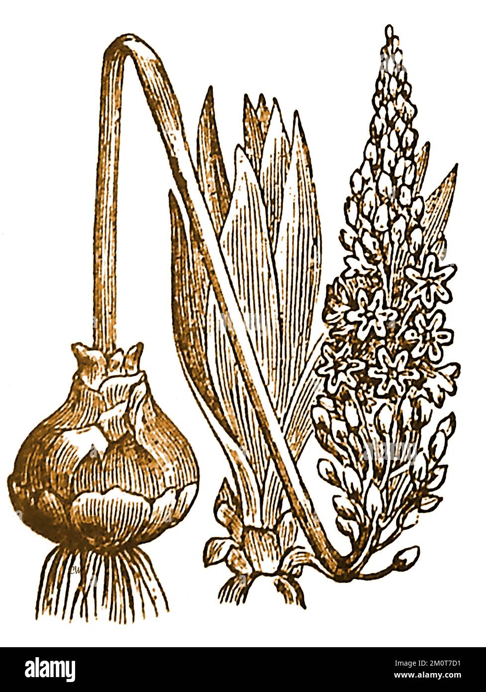 Eine Gravur aus dem 19.. Jahrhundert, die eine SQUILL- oder SCILLA-Pflanze (Scilla maritima) zeigt, obwohl sie mit Mittelmeerregionen assoziiert ist, findet man sie an der britischen Westküste. Stockfoto