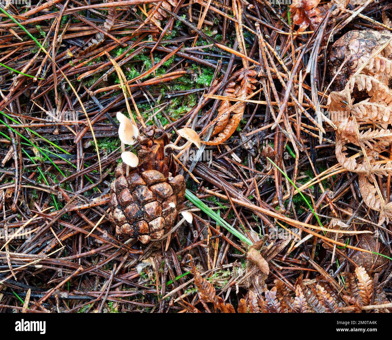 Conecap-Pilze in Beacon Wood, Penrith, Cumbria, Großbritannien Stockfoto