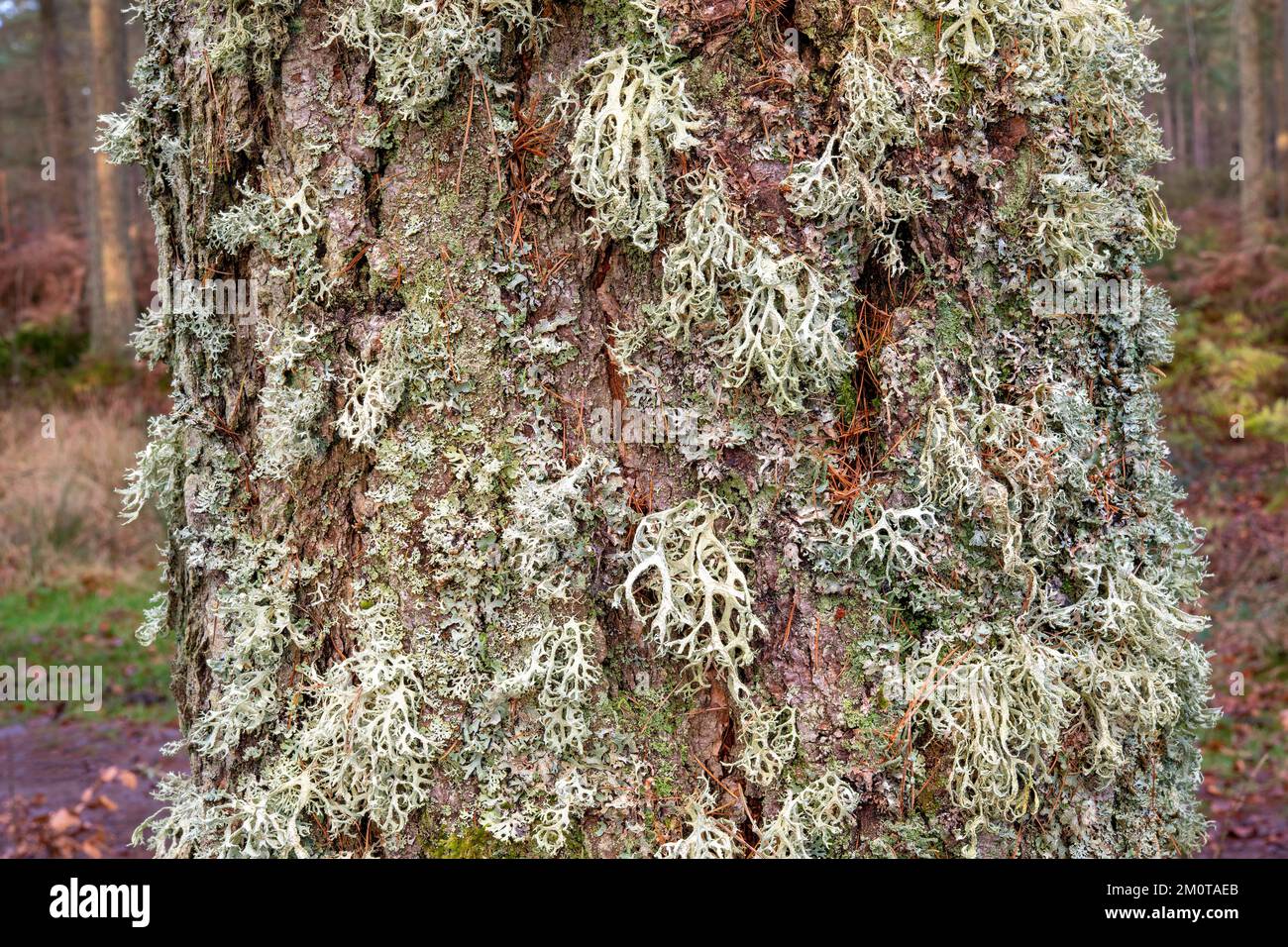 Komplexe symbiotische Beziehungen an einem Kiefernbaum in Beacon Wood, Penrith, Cumbria, Großbritannien Stockfoto