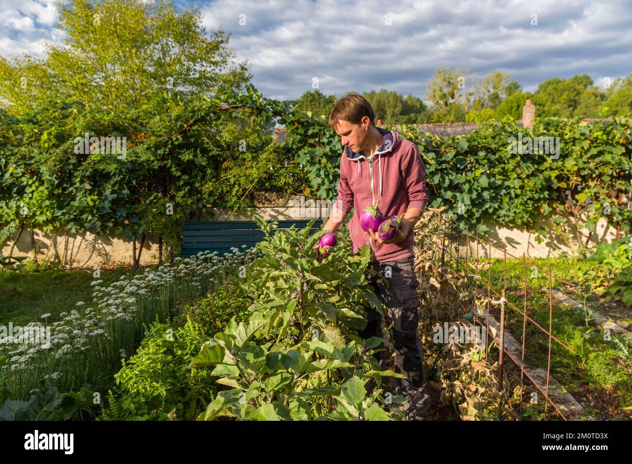 Frankreich, Indre et Loire, Ch?Digny, Dorf mit dem Titel bemerkenswerter Garten, Priestergarten, der Presbyteriengarten vereint verschiedene Arten von Stauden und einjährigen dekorativen medizinischen aromatischen Sträuchern und Obstbäumen und erntet Auberginen im Gemüsegarten von Cl?ment, dem Chefgärtner Stockfoto