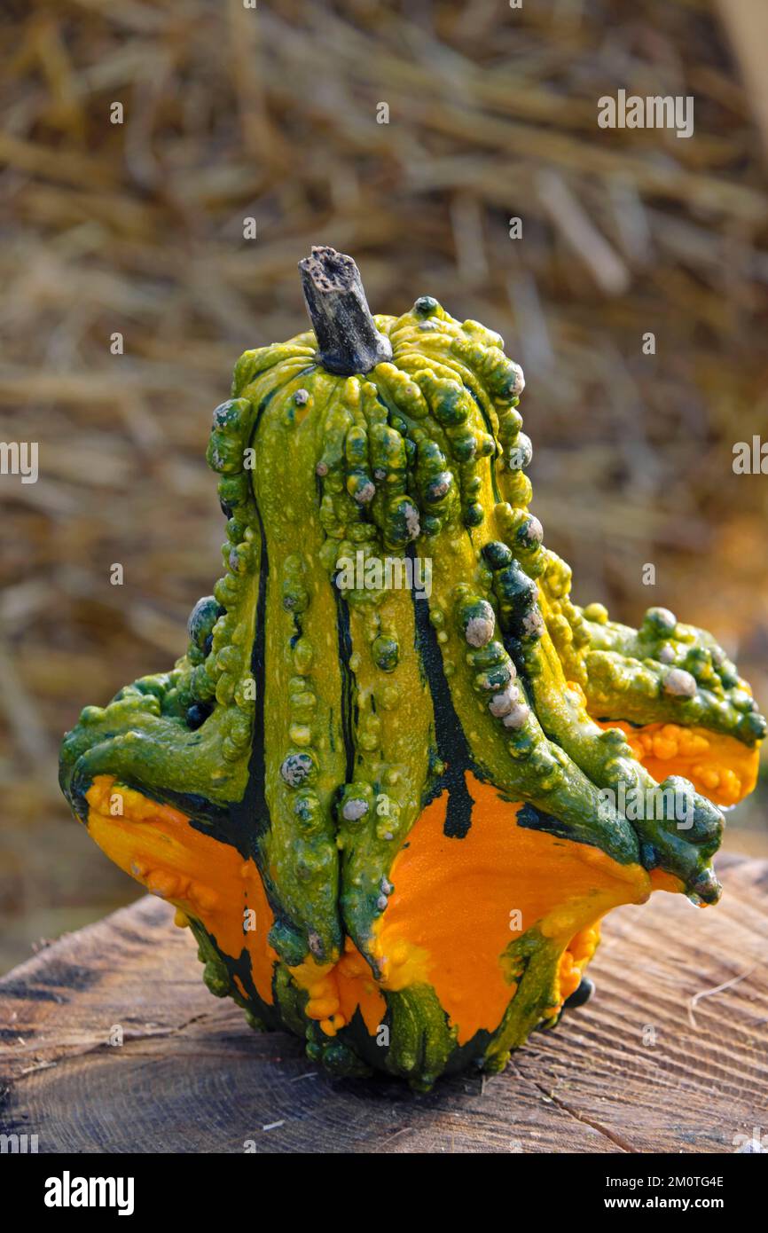 Frankreich, Mosel, Rhodos, Tierpark von Sainte Croix, Garten, Sammlung von Cucurbitaceae aus dem Botanischen Garten von Nancy, würziger Gizmo (Citrullus colocynthis) Stockfoto