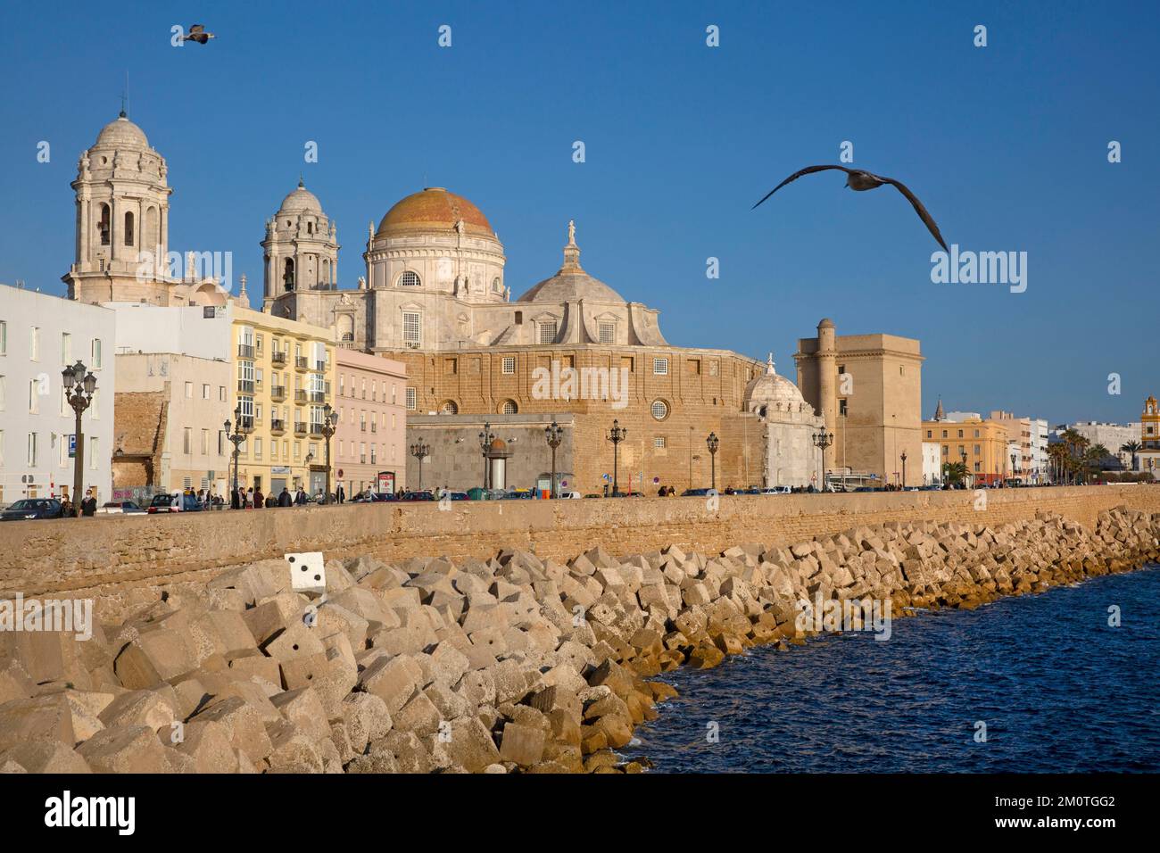 Spanien, Andalusien, Cadiz, paseo maritimo, Möwen, die über dem Deich am Fuße der Küstenpromenade entlang der Fassaden alter Gebäude und der Kathedrale fliegen, im warmen Licht des Sonnenuntergangs mit Blick auf das Meer Stockfoto