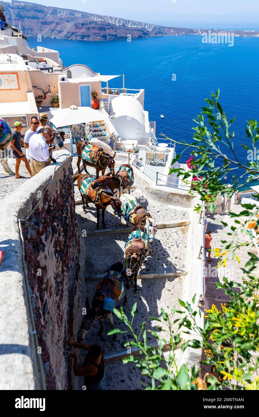 Griechenland, die Kykladen, die Insel Santorin (Thera oder Thira), das Dorf Oia, die Esel von Santorin, traditionell, um den Einwohnern beim Materialtransport zu helfen, heute für Touristen Stockfoto