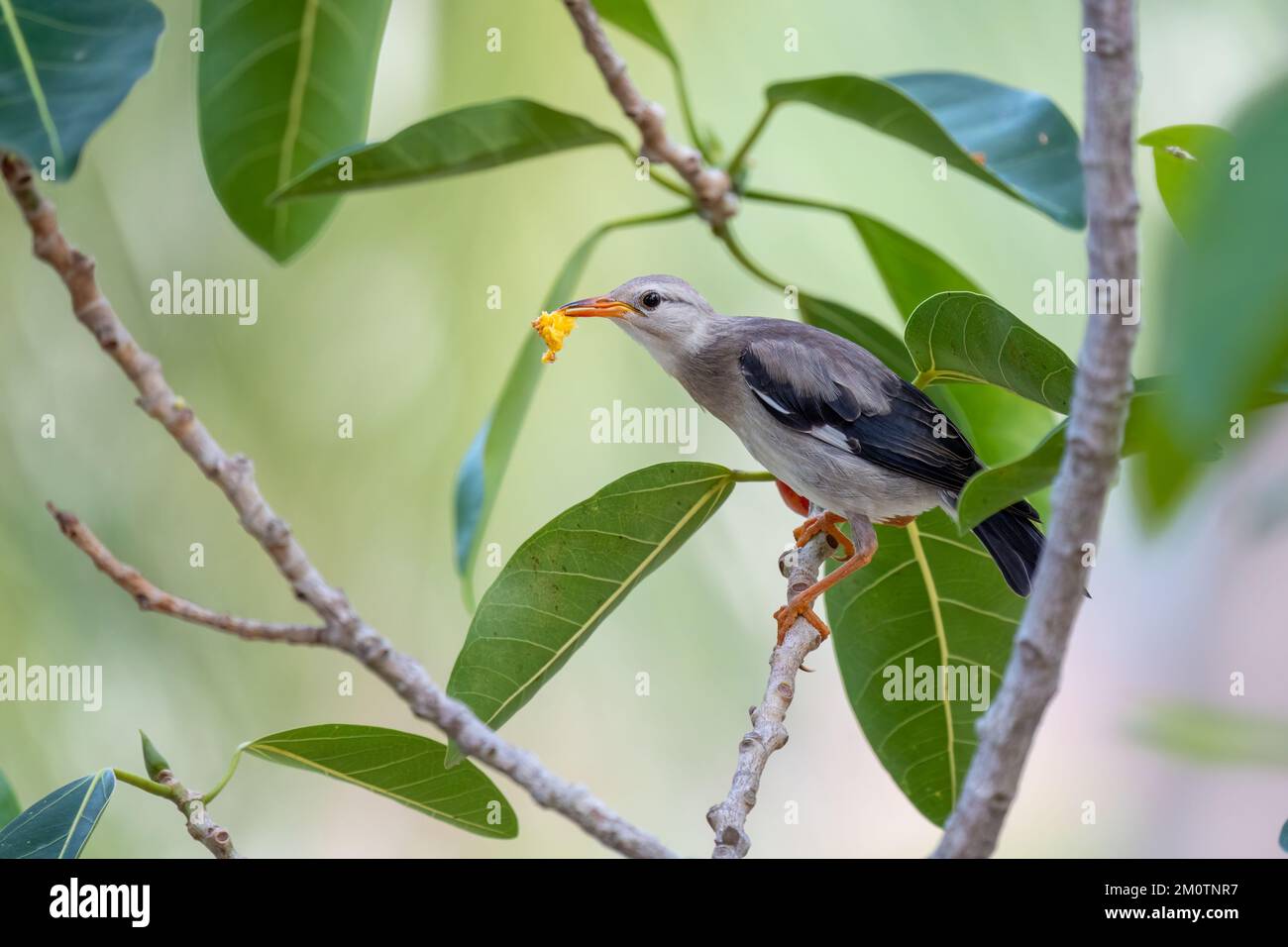 Nahaufnahme des Rotschnabelstars (Spodiopsar sericeus), der im Sommer an einem sonnigen Tag auf einer Filiale sitzt Stockfoto
