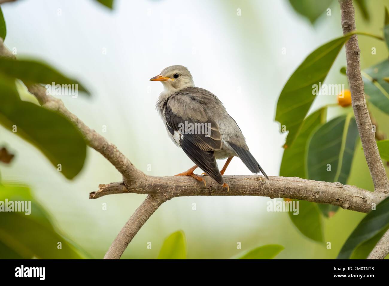 Nahaufnahme des Rotschnabelstars (Spodiopsar sericeus), der im Sommer an einem sonnigen Tag auf einer Filiale sitzt Stockfoto
