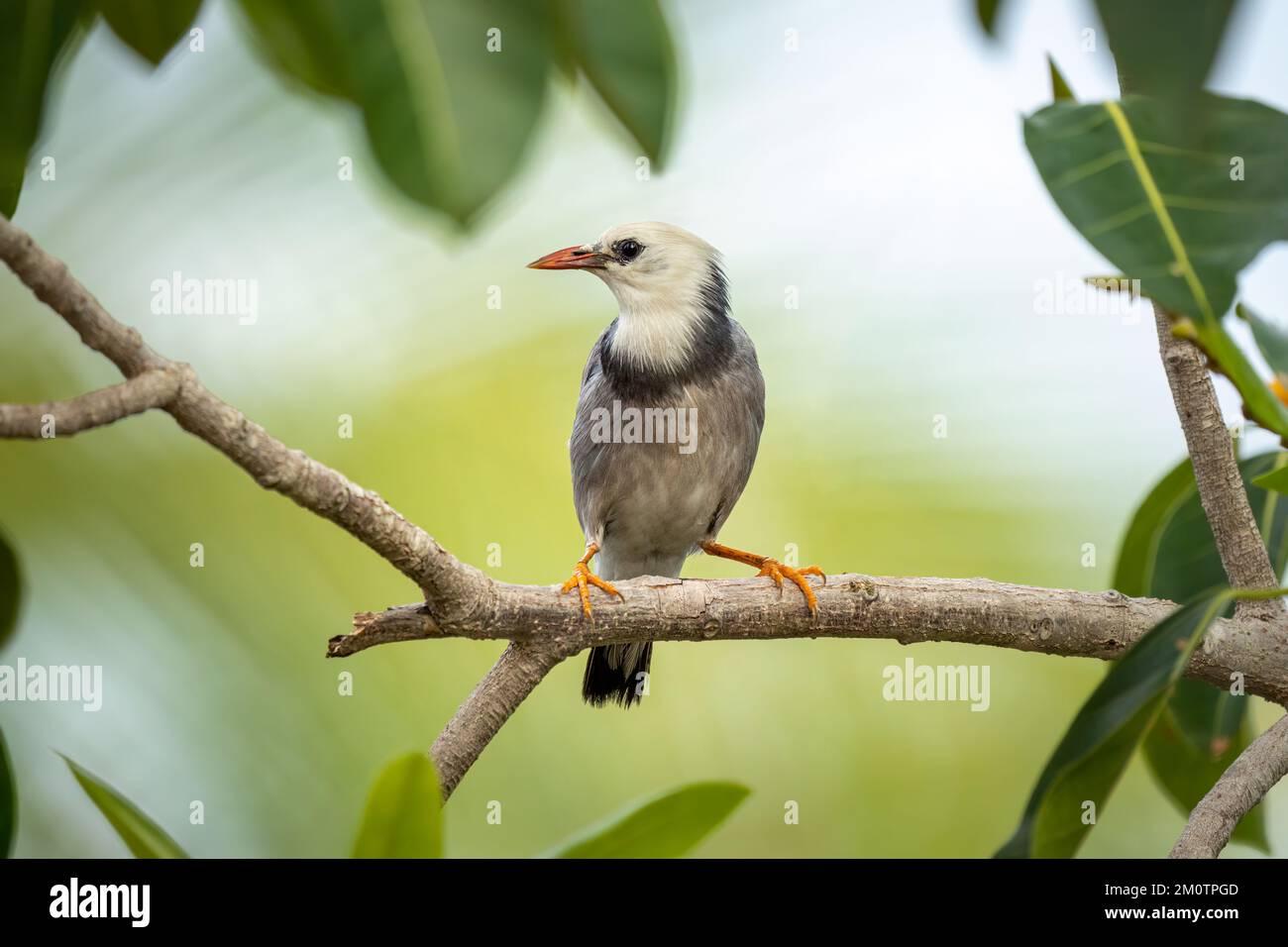 Nahaufnahme des Rotschnabelstars (Spodiopsar sericeus), der im Sommer an einem sonnigen Tag auf einer Filiale sitzt Stockfoto