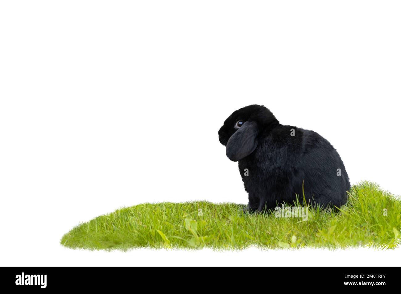 Schwarzes Kaninchen auf grünem Rasen isoliert auf weißem Stockfoto