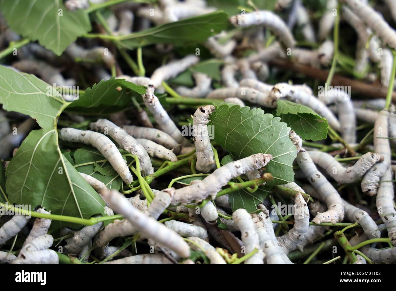 Der Seidenraupe ist die Larve oder Raupe des Hausmanns. Es ist ein wirtschaftlich wichtiges Insekt, da es ein Primärerzeuger von Seide ist. Stockfoto