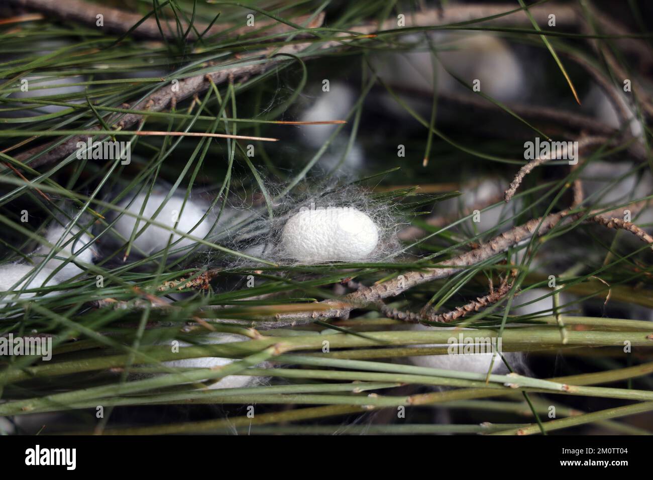 Der Seidenraupe ist die Larve oder Raupe des Hausmanns. Es ist ein wirtschaftlich wichtiges Insekt, da es ein Primärerzeuger von Seide ist. Stockfoto