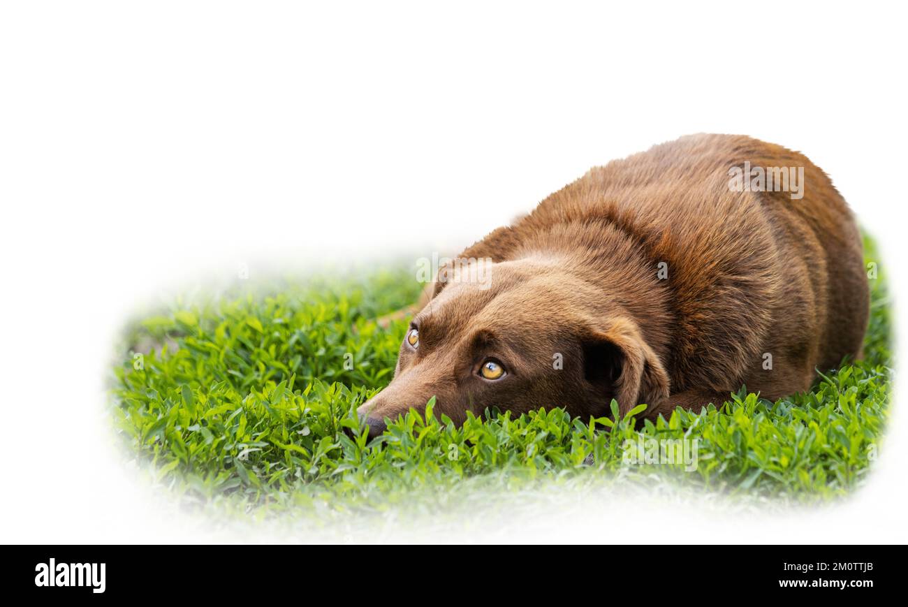Ein treuer Hund liegt auf dem Gras isoliert auf Weiß Stockfoto