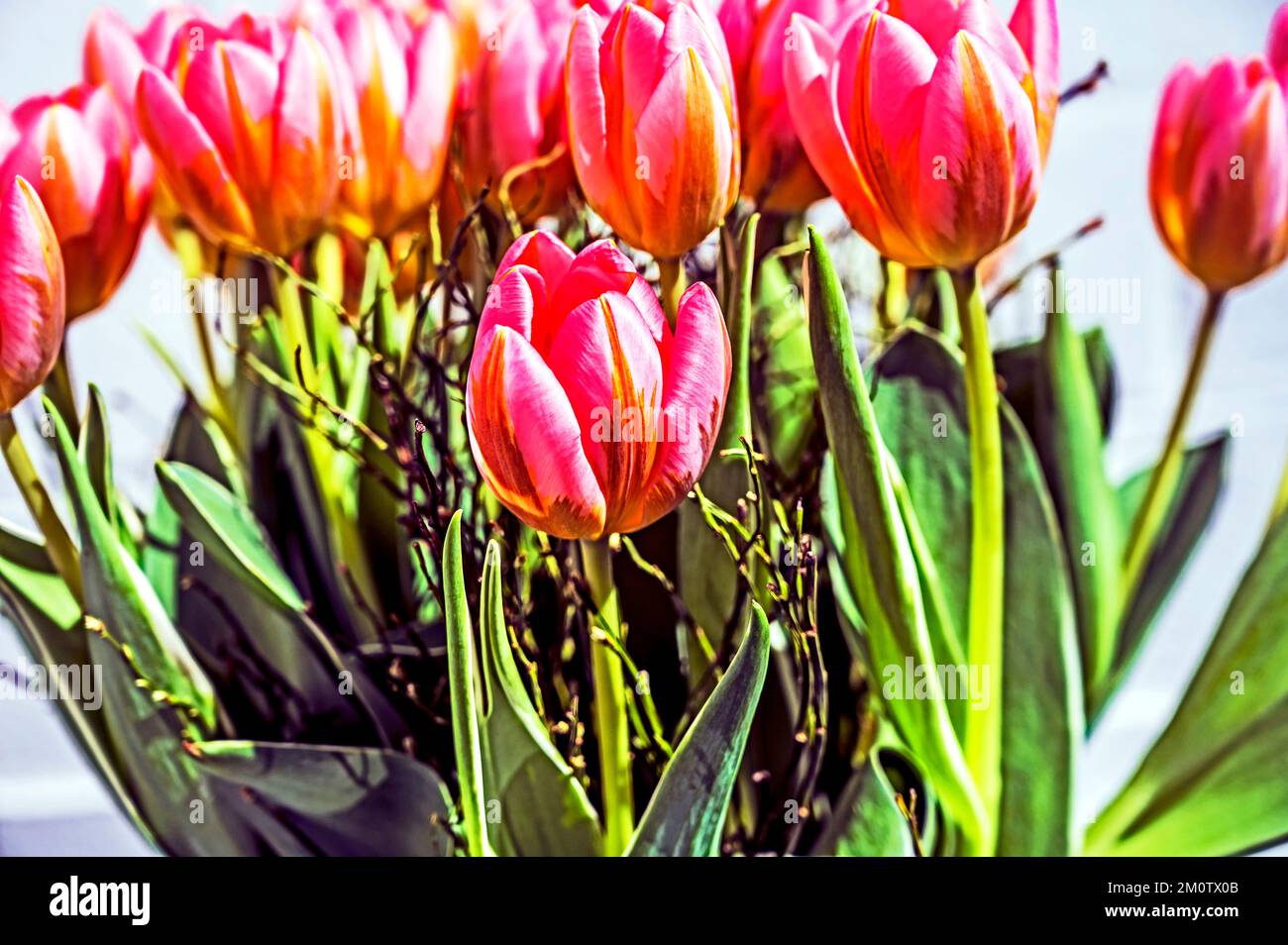 Bunte Tulpenbüschel; Bunter Tulpenstrauß Stockfoto