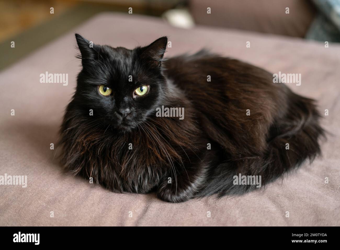 Schwarze Katze, die sich auf dem Sofa im Wohnzimmer hingelegt hat. Faules Haustier, das sich im Haus ausruht. Stockfoto