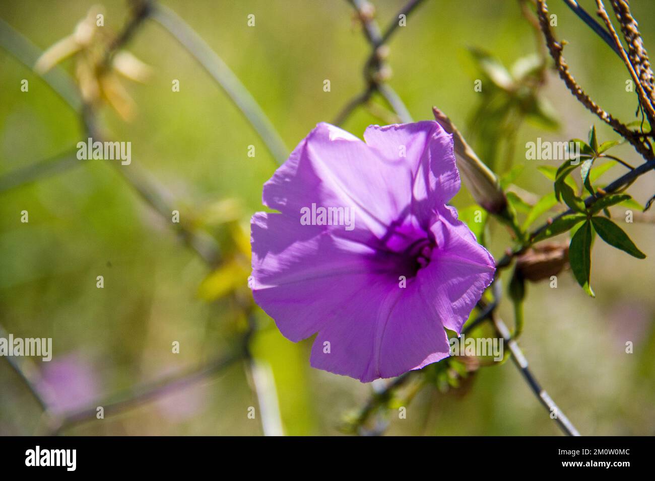 Flor - Porto Alegre/Brasilien Stockfoto