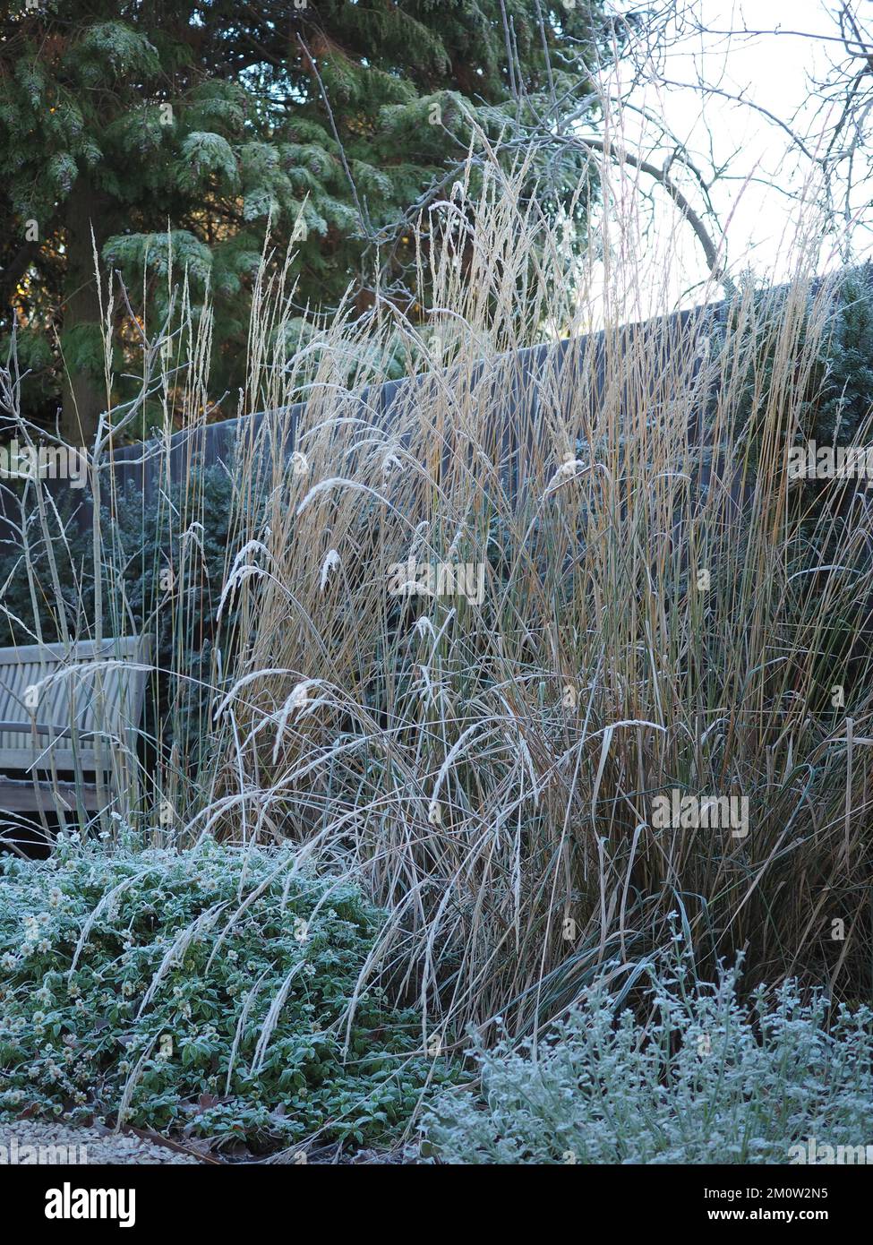 Frostbedeckte Calamagrostis x acutiflora „Karl Foerster“ (Federschildgras) in einem Wintergarten an klaren Tagen Stockfoto