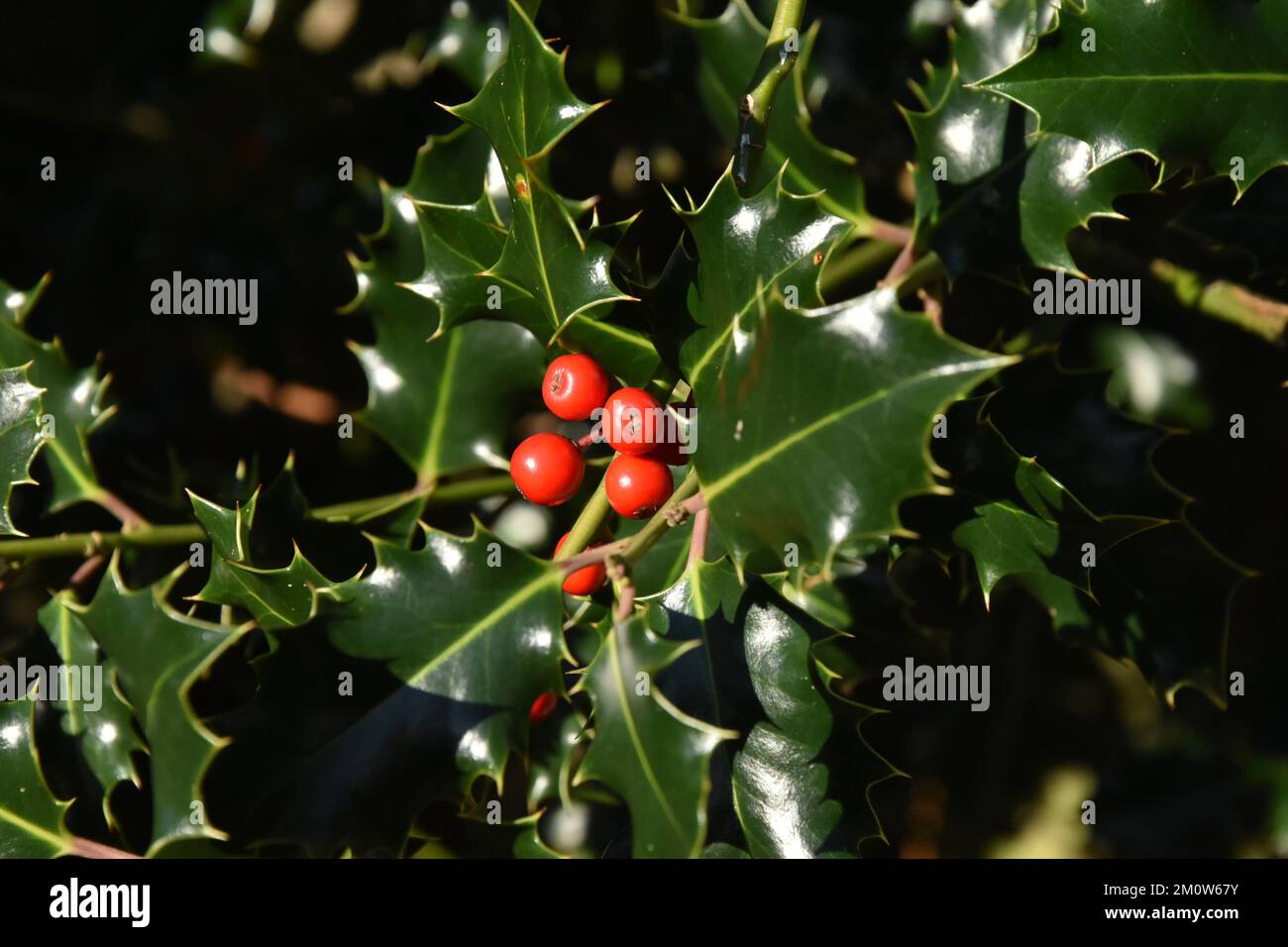 Holly Tree mit Beeren in der Wintersonne Stockfoto