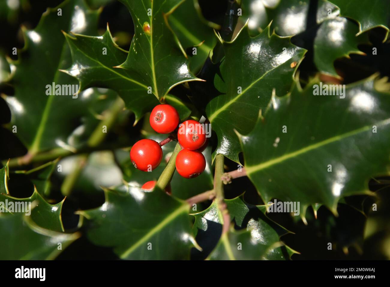 Holly Tree mit Beeren in der Wintersonne Stockfoto
