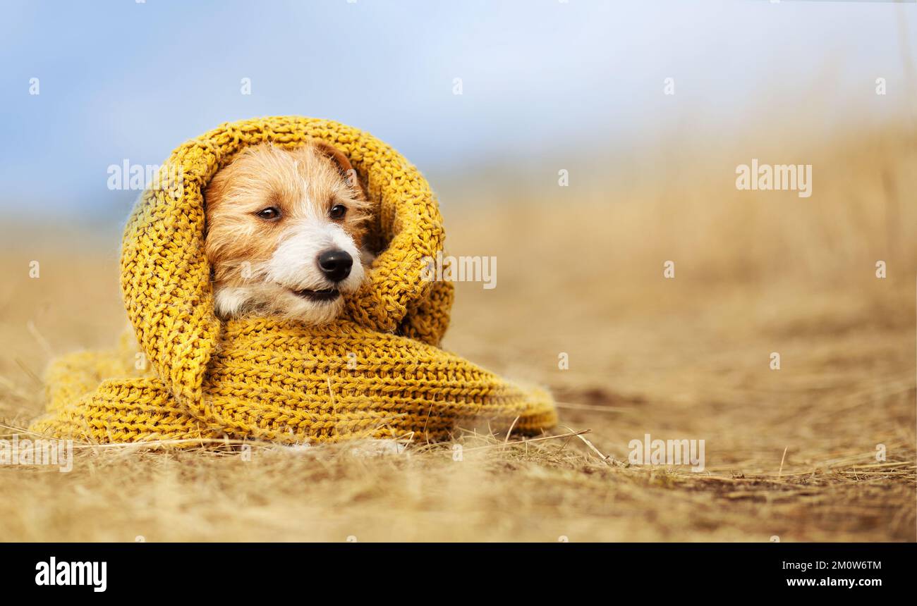 Süßes, lustiges Hundewelpen mit warmem gelbem Pullover. Kalter Herbst, Herbst, Winter, Grippe oder Tierkleidung Hintergrund. Stockfoto