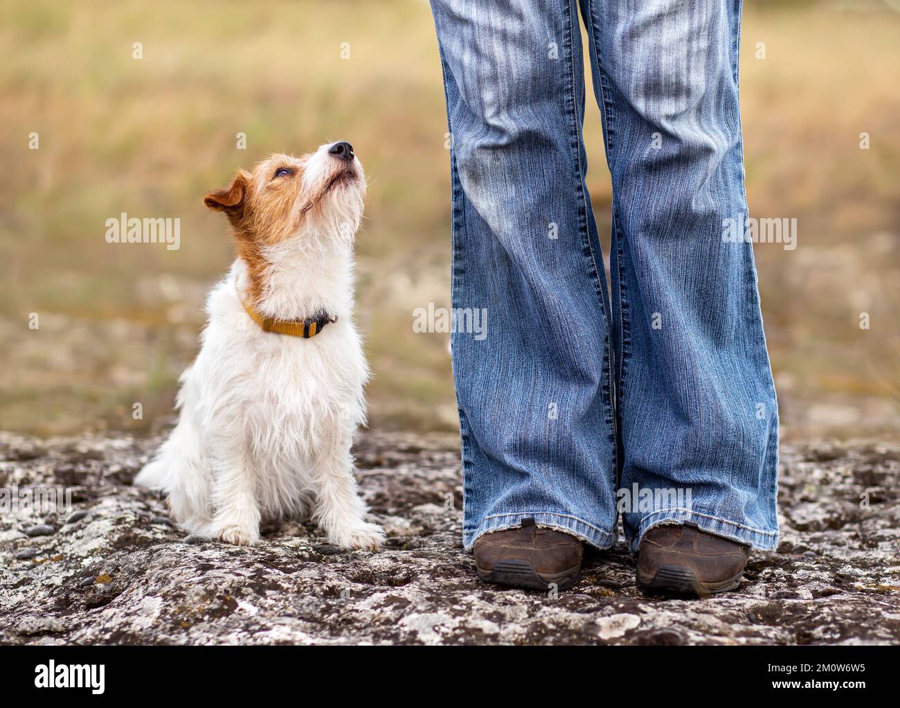 Süßer, glücklicher kleiner Hund, der auf ihren Trainer-Besitzer schaut. Hündchens Gehorsamstraining im Freien. Liebe, Freundschaft. Stockfoto