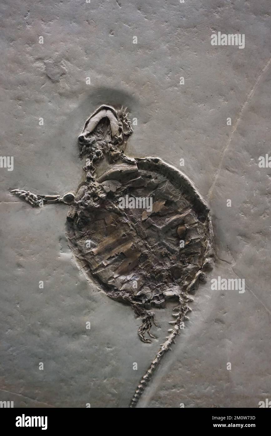 Ein vertikaler Schuss auf eine unbefestigte Oberfläche mit dem Abdruck eines alten Tieres Stockfoto