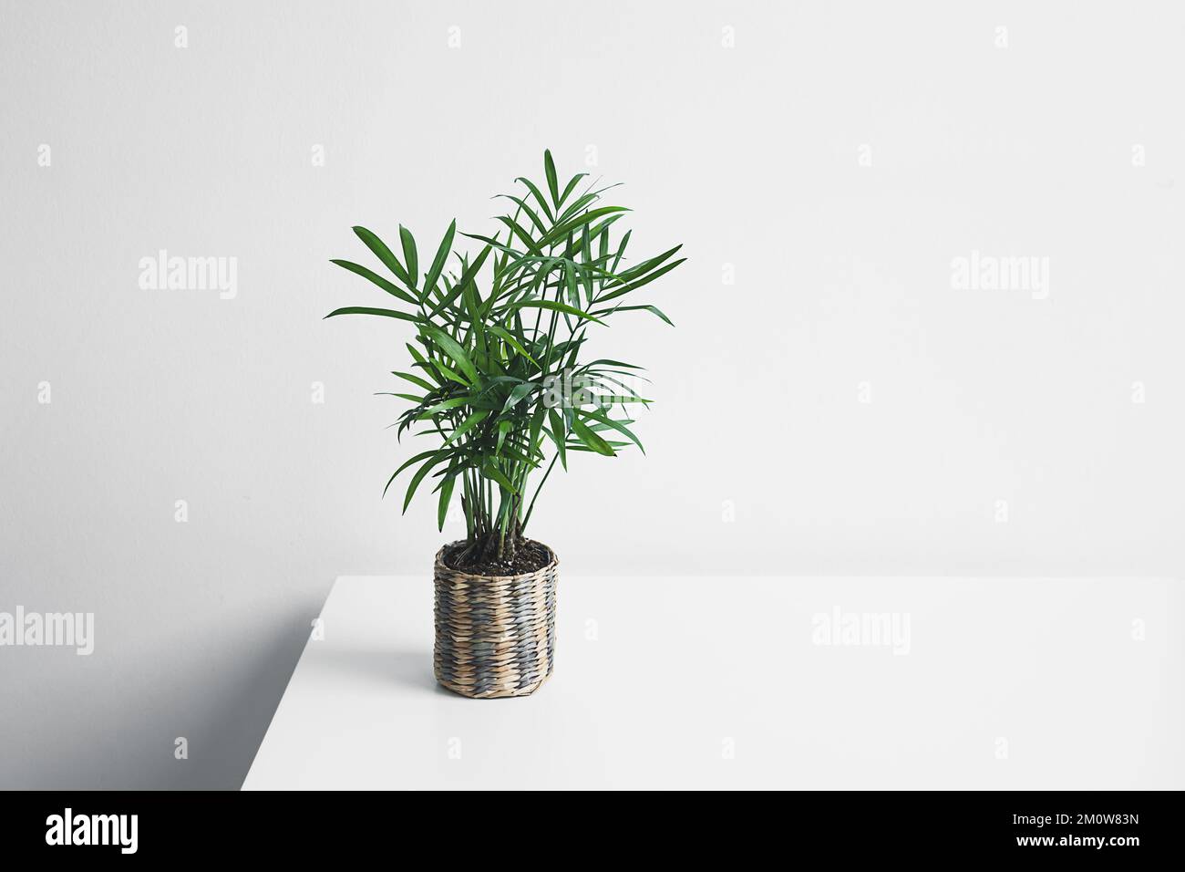 Junge Chamaedorea-Pflanze in einem Weidentopf auf einem weißen Tisch, Heimgärtnerei und minimalistisches Heimdekor-Konzept Stockfoto