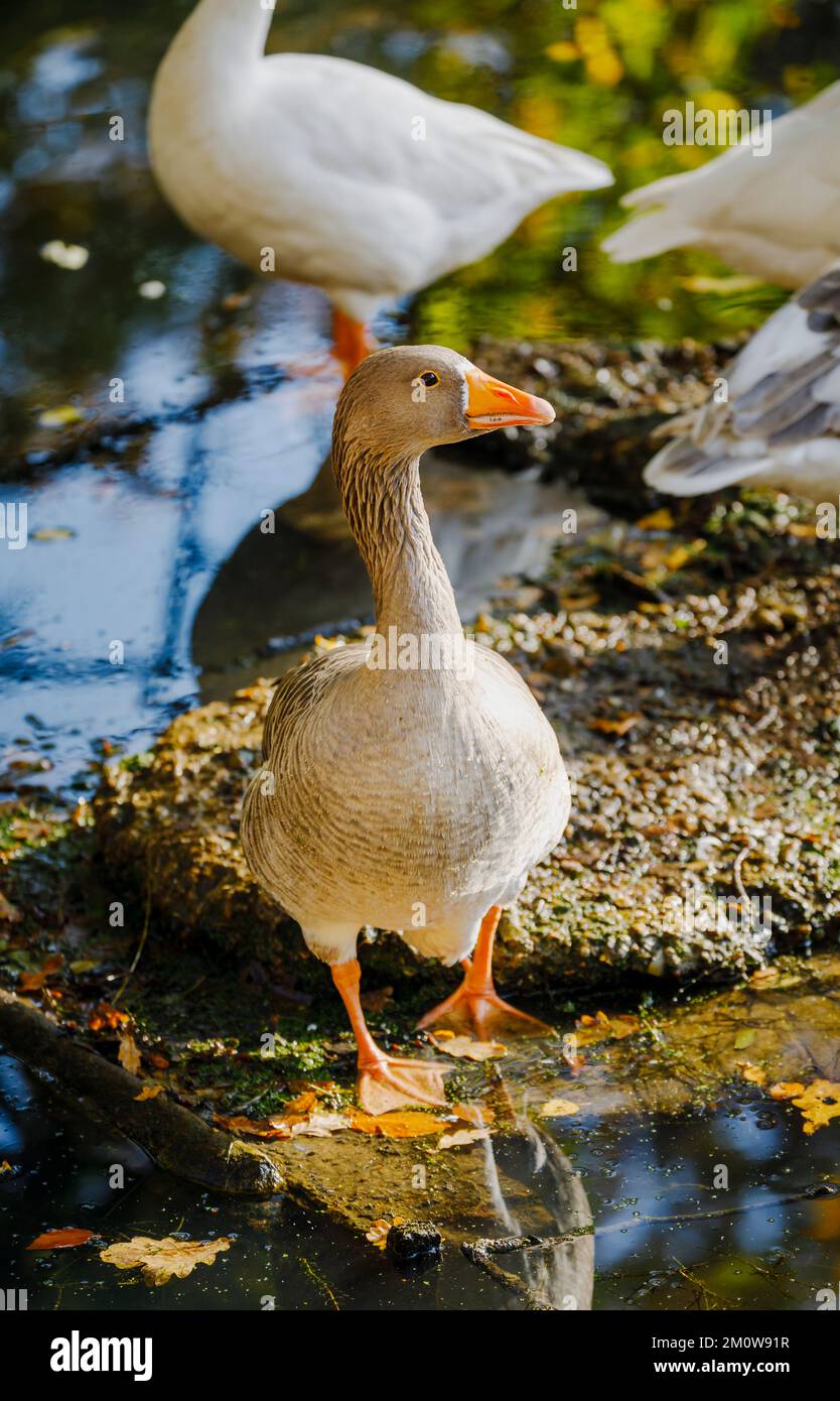 Eine Gans vom Graylag (Anser anser) am Seeufer des Winkworth Arboretum bei Godalming, Surrey, Südostengland Stockfoto
