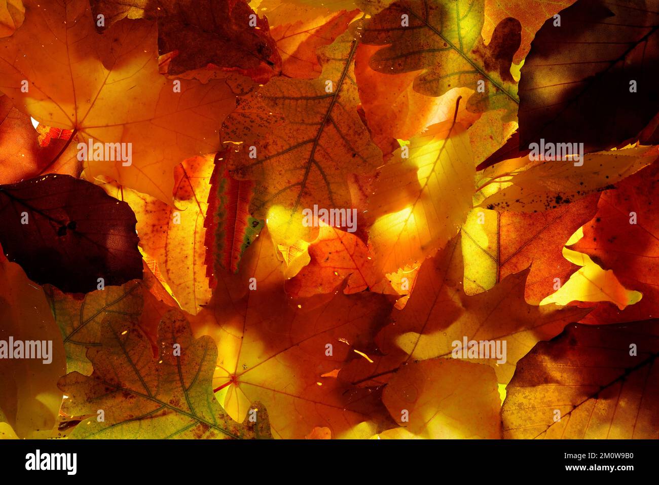 Herbstblätter, Tschechische Republik Stockfoto
