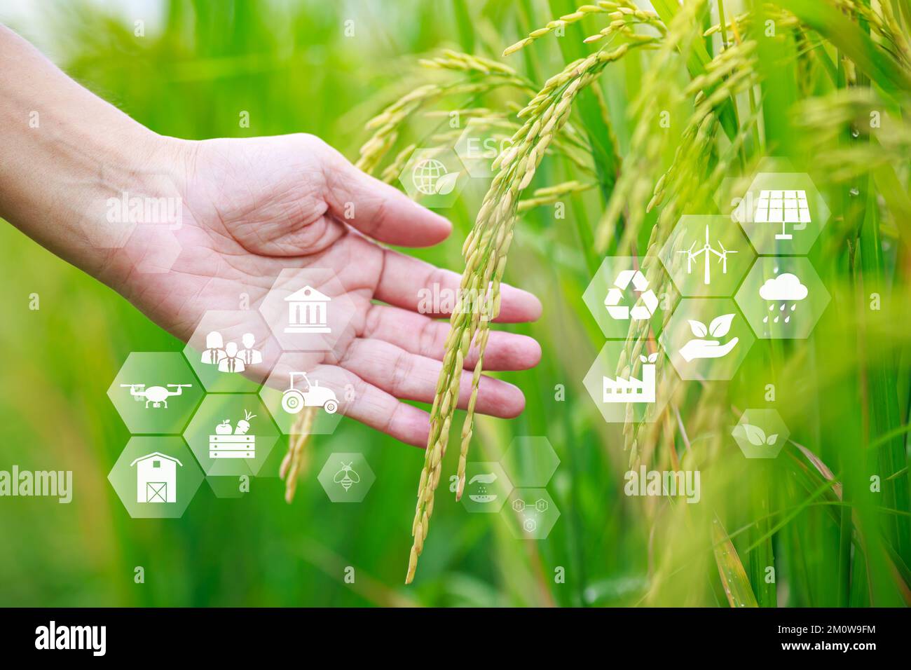 ESG Icon-Konzept bei Rohreisprodukten in der Hand der Landwirte für ökologische, soziale und verantwortungsvolle Staatsführung in nachhaltigem und ethischem Geschäft. Stockfoto